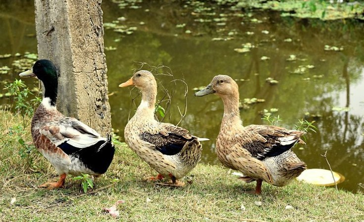 three_ducks.jpg